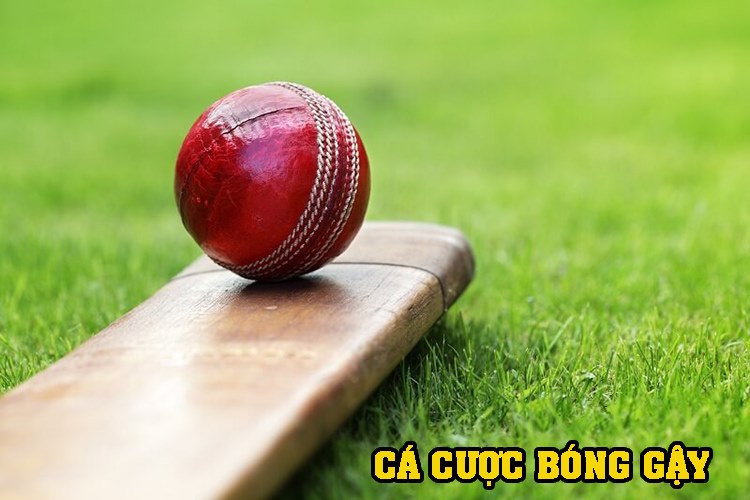 cá cược bóng gậy